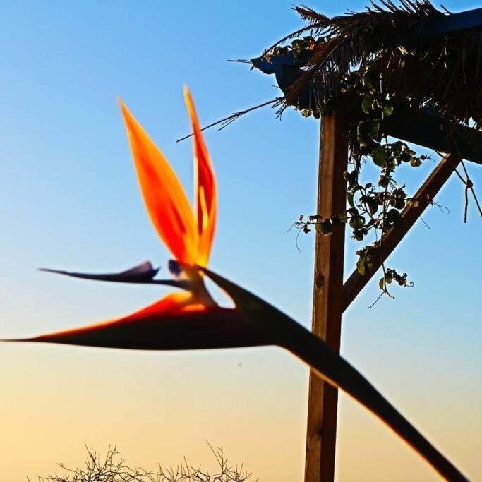 Villa Casita En El Campo Con Vista Al Oceano Tijarafe Exterior foto